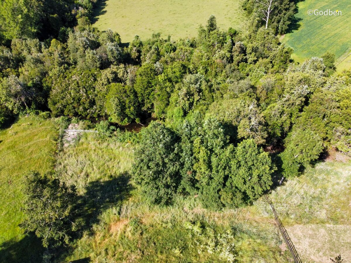 Bosque nativo de la parcela